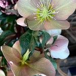 Helleborus niger Virág