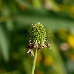 Succisella inflexa 果実