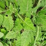 Salvia pratensis List