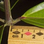 Miconia longifolia Bark