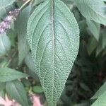 Salvia leucantha Leaf