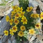 Geum reptans Fiore