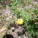 Lotus corniculatusFlower