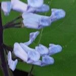 Plectranthus zuluensis Flower