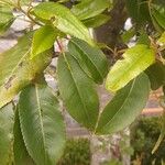 Prunus lusitanica Leaf