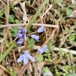 Scilla forbesii 花