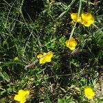 Ranunculus multifidus Flower