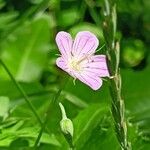 Geranium collinum 花