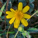 Emilia discifolia 花