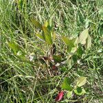 Aronia × prunifolia 形态