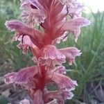 Orobanche amethystea Kukka