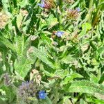 Anchusa azurea Habit