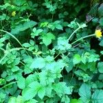 Geum coccineum Habitat