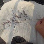 Tridens flavus Feuille