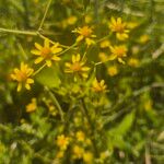 Senecio deltoideus Flor