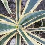 Agave americana Folha