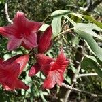Brachychiton bidwillii Цвят