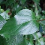 Cephalanthus occidentalis Leaf