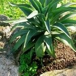 Agave demeesteriana Tervik taim