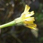 Leontodon saxatilis Fleur