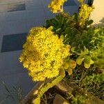 Aeonium arboreum Kwiat