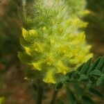 Astragalus alopecurus Blüte