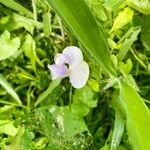 Vigna vexillata Blomma