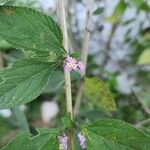 Lippia alba Fiore