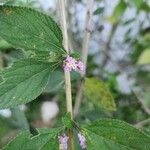 Lippia alba Λουλούδι