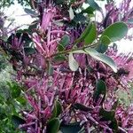 Agelanthus zizyphifolius Frunză