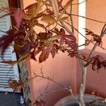 Acer palmatum पत्ता