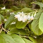 Styrax americanus Цвят