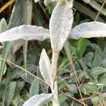 Stachys byzantina Leaf