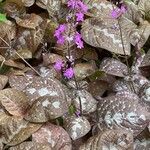 Pseuderanthemum alatum Leaf