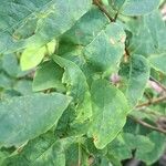 Lonicera canadensis Leaf