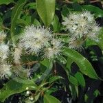 Syzygium anisatum