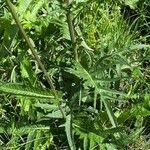 Cirsium rivulare Yaprak