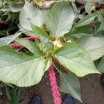 Acalypha hispida Кветка