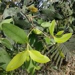 Sonneratia caseolaris Blatt