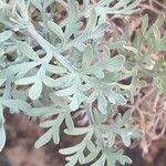 Artemisia thuscula Leaf