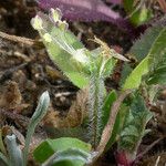 Plantago rhodosperma Hábito