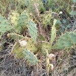 Opuntia stricta 葉