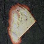 Cyrtogonone argentea Rinde