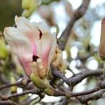 Magnolia denudata Квітка