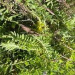 Astragalus exscapus Leaf