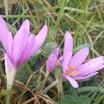 Colchicum autumnale Plante entière