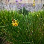 Bulbine frutescensപുഷ്പം