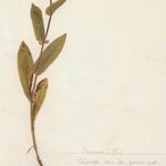 Bupleurum longifolium عادت