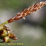 Carex liparocarpos Fruit