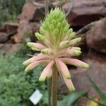 Veltheimia bracteata Цветок